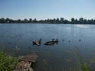 2023-07-08 Rogoźno, jezioro.